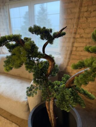 Bonsai na naturalnym pniu - iglasty 140cm