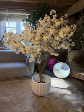 Kwitnąca wiśnia biała 180cm na naturalnym pniu