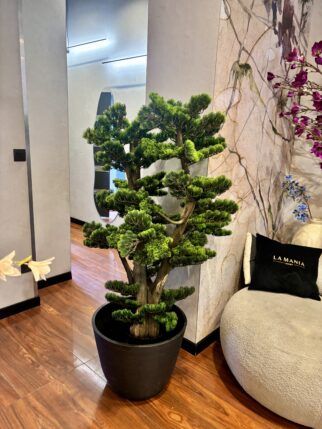 Bonsai na naturalnym pniu - 120cm