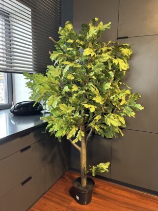 Drzewo liściaste dąb na naturalnym pniu 190cm