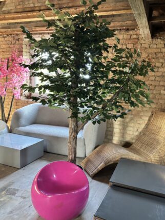 Sztuczne drzewo fikus na naturalnym pniu 220cm