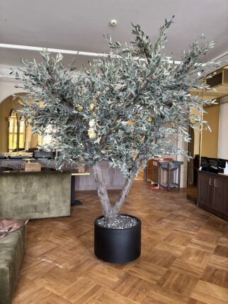 Duże drzewo oliwne 270cm idealne do hotelu, restauracji