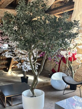 Drzewo oliwne 220cm na naturalnych pniach kręconych