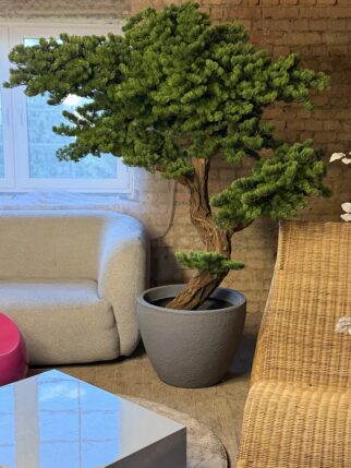 Bonsai na naturalnym pniu - 180cm wysokości i 160cm szerokości