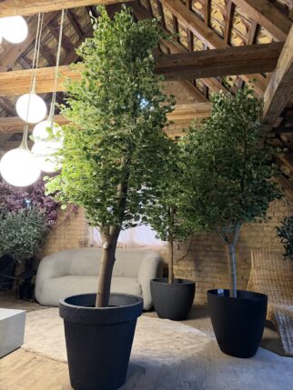 Przepiękne drzewo lipy na naturalnym pniu 280cm wysokości