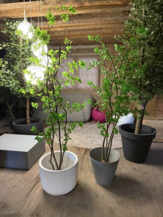 Małe drzewo liściaste 180cm na naturalnych pniach