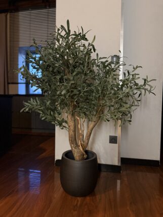 Drzewo oliwne małe 140cm wysokości i 100-110cm szerokości  na naturalnych pniach kręconych