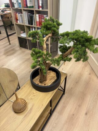 Bonsai na naturalnym pniu na stół, czy komodę - 70cm wysokości i 80cm szerokości