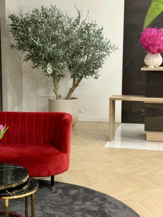 Duże drzewo oliwne 230cm na naturalnym pniu