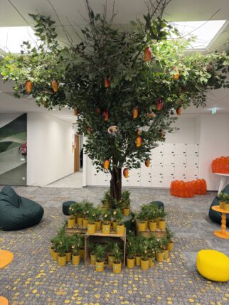 Drzewo z owocami mango 270cm wysokości i Korona na 9m2