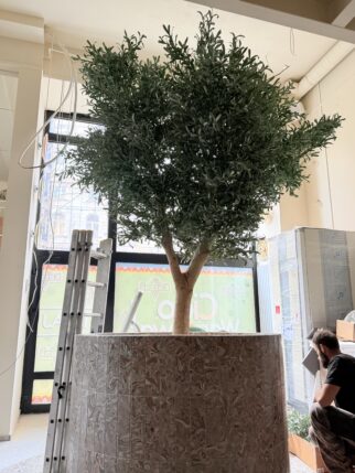 Oliwka 350 cm wysokości i 260 cm szerokości na naturalnym pniu