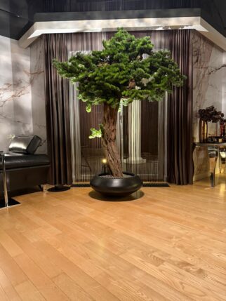 Olbrzymie bonsai na naturalnym pniu 240cm wysokości i 200cm szerokości