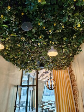 Instalacja z cytryn - drzewo cytrynowe 60m2