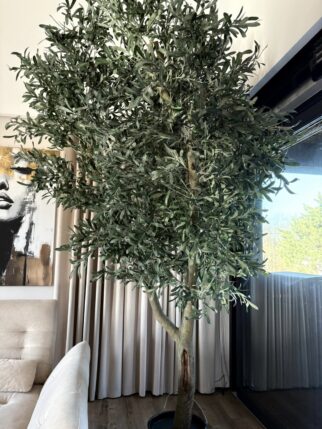 oliwka 300cm wysokości i 170cm szerokości na naturalnym pniu