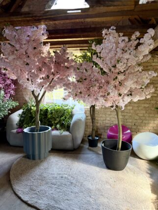 Kwitnąca wiśnia 240cm na naturalnym pniu