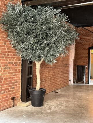 Wielka oliwka 310cm wysokości i 280cm szerokości na naturalnym pniu