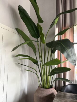 Bananowiec 3m wysokości