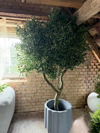 Wielka oliwka 240cm na naturalnych pniach wierzby mandżurskiej