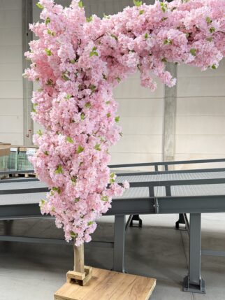 Kwitnąca różowa wiśnia boczna - 220cm wysokości (Kopia)