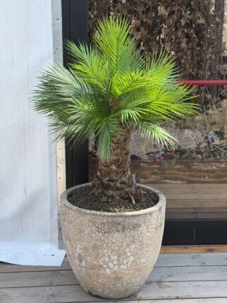 Sztuczna palma 70cm wysokości na naturalnym pniu