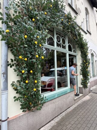 Instalacja z cytryn - witryna, wejście do lokalu 220 cm x 2 i 300 cm