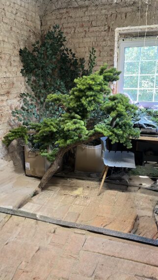 Bonsai na naturalnym pniu - idealny pod schody 170cm